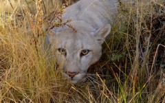 Desktop image. Animals. ID:35142