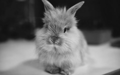 Desktop image. Animals. ID:35143