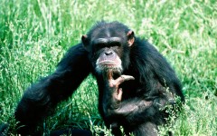 Desktop image. Animals. ID:35144