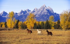 Desktop image. Animals. ID:35145