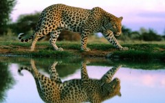 Desktop image. Animals. ID:35146