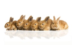 Desktop image. Animals. ID:35147