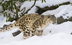 Desktop image. Animals. ID:53026