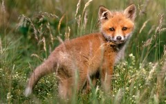 Desktop image. Animals. ID:35150