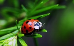 Desktop image. Animals. ID:35151