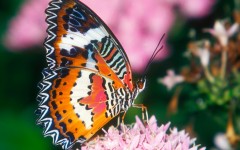 Desktop image. Animals. ID:35152