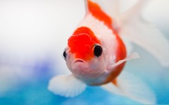 Desktop image. Animals. ID:35153