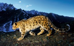 Desktop image. Animals. ID:35154