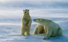 Desktop image. Animals. ID:35155