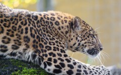 Desktop image. Animals. ID:53047