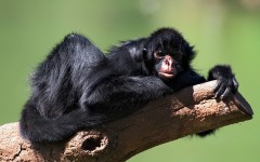 Desktop image. Animals. ID:35157