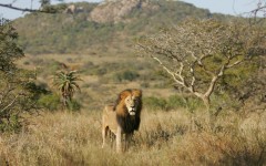 Desktop image. Animals. ID:35158