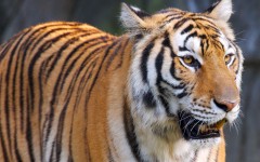 Desktop image. Animals. ID:35159