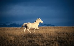 Desktop image. Animals. ID:35160
