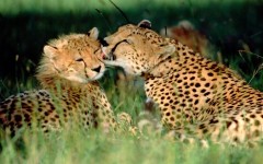 Desktop image. Animals. ID:35162