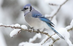 Desktop image. Animals. ID:35163