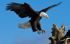 Desktop image. Animals. ID:35164