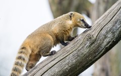 Desktop image. Animals. ID:53048
