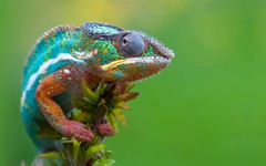 Desktop image. Animals. ID:35166