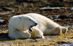 Desktop image. Animals. ID:35167