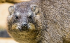 Desktop image. Animals. ID:53049