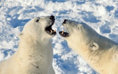 Desktop image. Animals. ID:35169