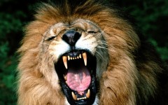 Desktop image. Animals. ID:35170
