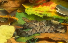 Desktop image. Animals. ID:35171