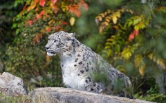 Desktop image. Animals. ID:53050