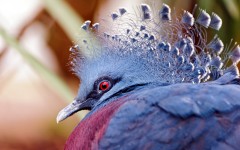 Desktop image. Animals. ID:35173