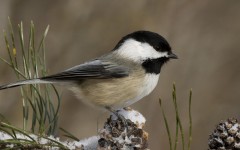 Desktop image. Animals. ID:35174