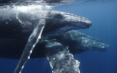 Desktop image. Animals. ID:35175