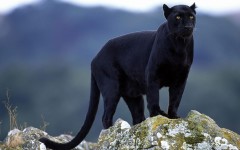 Desktop image. Animals. ID:35176