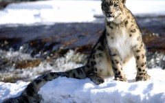 Desktop image. Animals. ID:35177