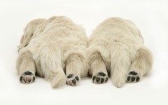 Desktop image. Animals. ID:35179