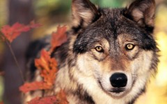 Desktop image. Animals. ID:35180