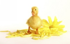 Desktop image. Animals. ID:35181