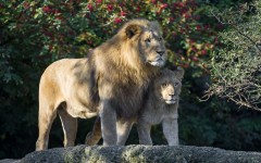Desktop image. Animals. ID:53051