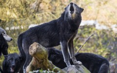 Desktop image. Animals. ID:53052