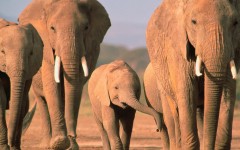 Desktop image. Animals. ID:35185