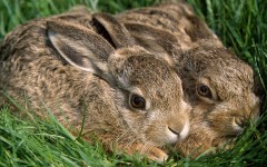 Desktop image. Animals. ID:35186