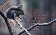 Desktop image. Animals. ID:35187