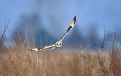 Desktop image. Animals. ID:52994