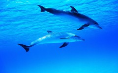 Desktop image. Animals. ID:35189