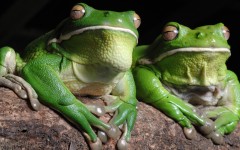 Desktop image. Animals. ID:35190
