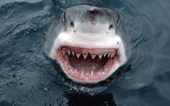 Desktop image. Animals. ID:35191