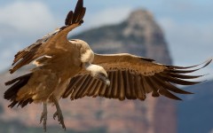 Desktop image. Animals. ID:52996