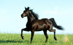 Desktop image. Animals. ID:35193
