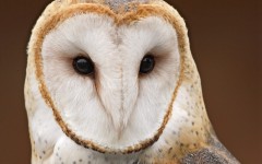 Desktop image. Animals. ID:35194