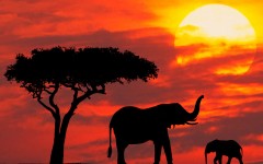 Desktop image. Animals. ID:35195